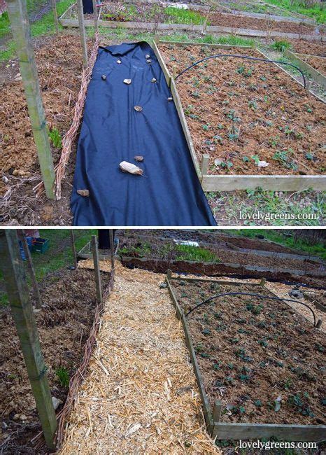 Budget Gardening Idea Create Wood Chip Garden Paths Lovely Greens