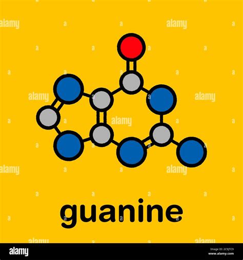 Guanin G Purin Nukleobase Molekül Basis In Dna Und Rna Vorhanden