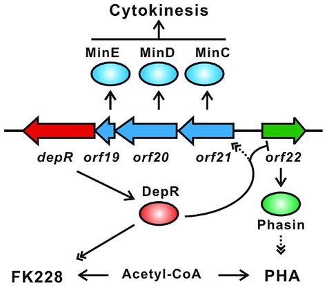 A Model Of Regulation Of Cytokinesis Fk Biosynthesis And Pha