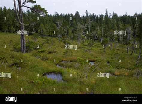 Bog Muskeg Landscape Sphagnum Mosses Sedges Stunted Spruce Tamarack