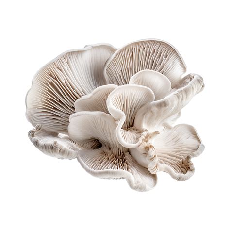 Ai Generated Oyster Mushroom Isolated On Transparent Background Png
