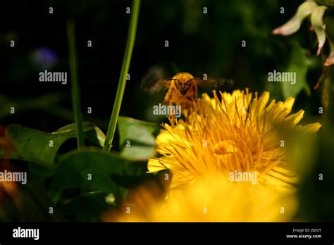 Food Aliment Fodder Flight Insect Green Brown Brownish Brunette Black Swarthy Stock Photo Alamy