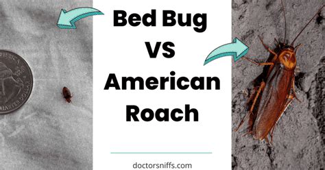 Bed Bugs vs Roaches: What are the Differences?