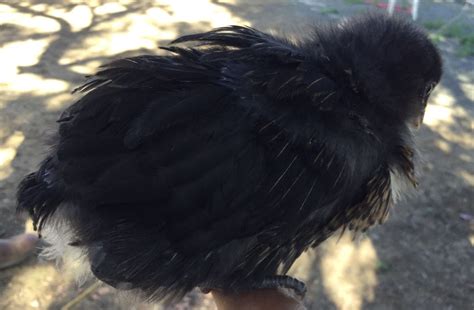 Black Sex Link Gender Backyard Chickens Learn How To Raise Chickens