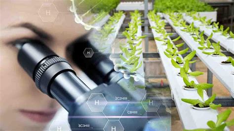 Melhoramento Genetico De Plantas - Melhoramento genético de plantas: métodos, aplicações e exemplos úteis ...