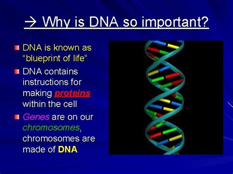 Dna And Genes Chapter History Of Dna