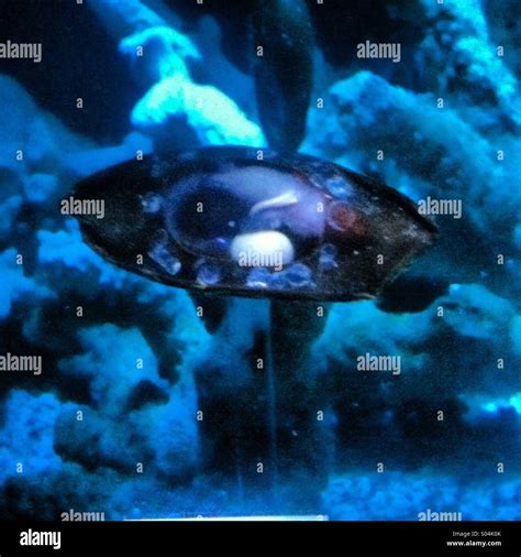 Baby shark being born Stock Photo - Alamy