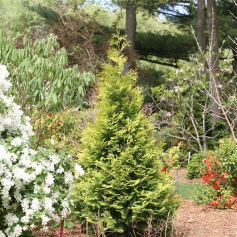 Tater Tot® Arborvitae Proven Winners Colorchoice Flowering Shrubs
