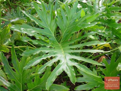Филодендрон дваждыперистонадрезанный (Philodendron bipinnatifidum ...
