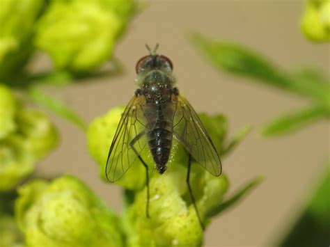 Phthiria Sp Male Bombyliidae Bee Flies Simon Oliver Flickr