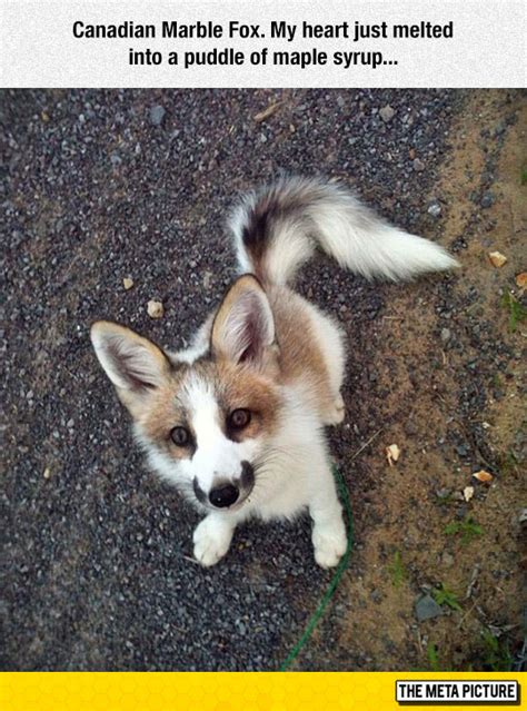 Canadian Marble Fox