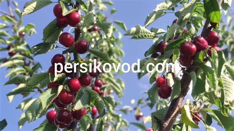 Черешня Биг Стар (Big Star) persikovod.com/ - YouTube