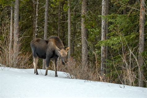 Baby Moose, a Calf Alces Alces Eating Twig in the Snow in the Woods ...