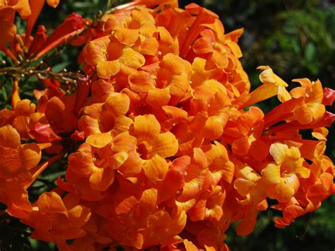 Arizona Red Flowering Shrubs Best Flower Site