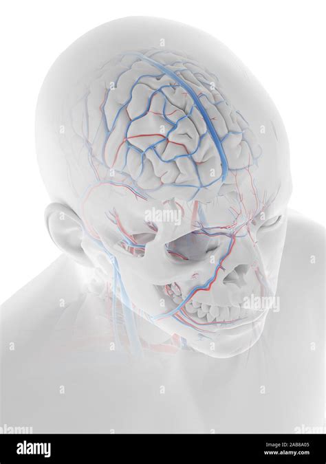 Venas del cerebro fotografías e imágenes de alta resolución Alamy