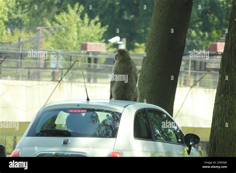 Monkeys scrambling over the cars driving through their enclosure Stock ...