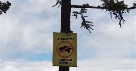 Бросая мусор, не забудьте хрюкнуть | Пикабу
