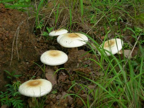 Free African Mushrooms Stock Photo