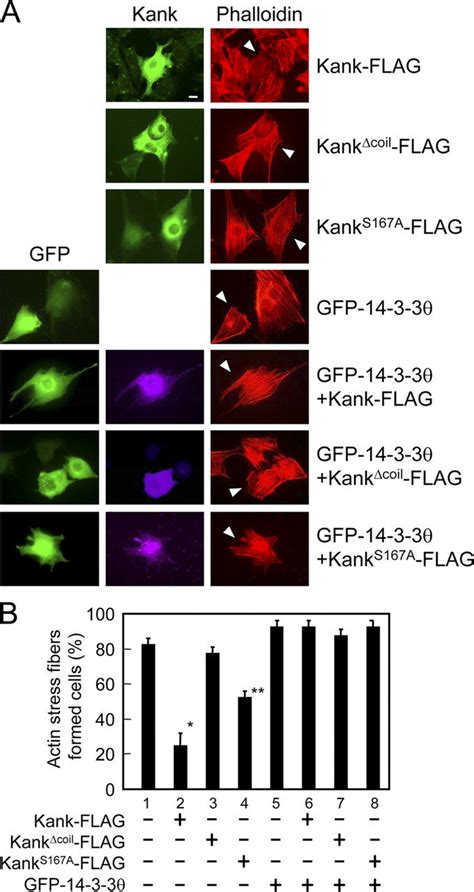 Kank Inhibits The Formation Of Actin Stress Fibers Through A