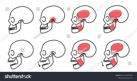 skull normal images stock  vectors shutterstock