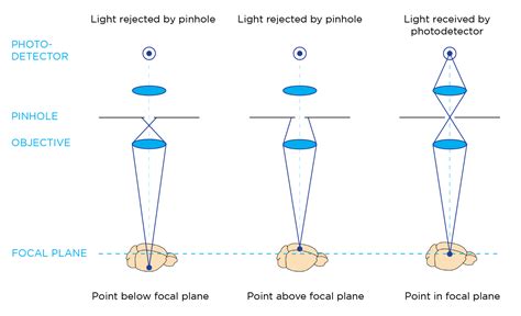 Light Sheet Vs Confocal Microscopy For D Imaging