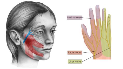 10 Signs Of Nerve Damage To Never Ignore 6 Minute Read