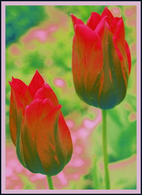 Red Tulips Pop Art Photograph By Dora Sofia Caputo Fine Art America