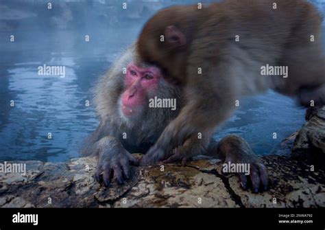 Monkeys In A Natural Onsen Hot Spring Located In Jigokudani Monkey Park Nagono Prefecture