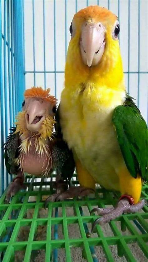 30 Hilarious Bird Photos That Are Truly Too Good