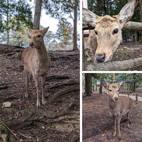 Visiting Nara: An Iconic Japan Experience — EdOdyssey