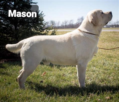 Chocolate Labs Yellow Labs Black Lab Puppies For Sale In Ohio