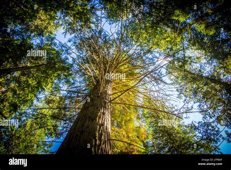 Kallispel Hi Res Stock Photography And Images Alamy