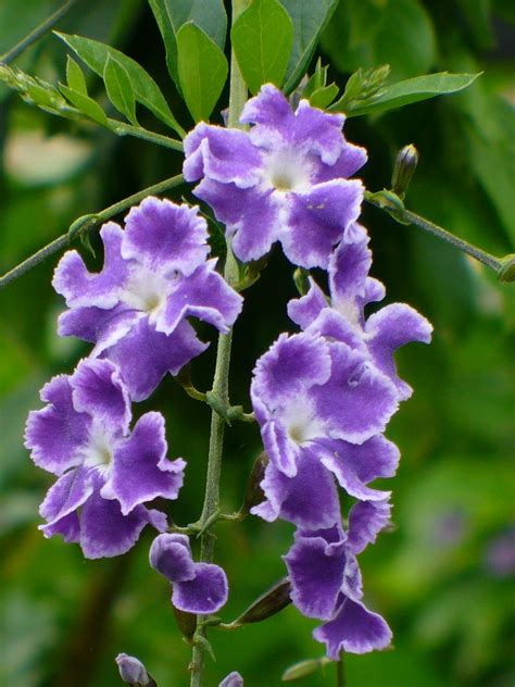 sky flower duranta erecta 2