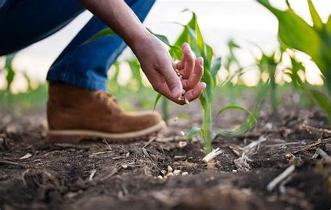 10 Dicas Para Elevar A Produtividade Na Plantação De Milho 2024