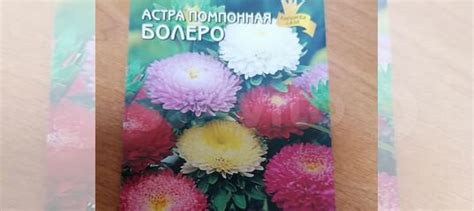 Рассада астры купить в Омске | Товары для дома и дачи | Авито