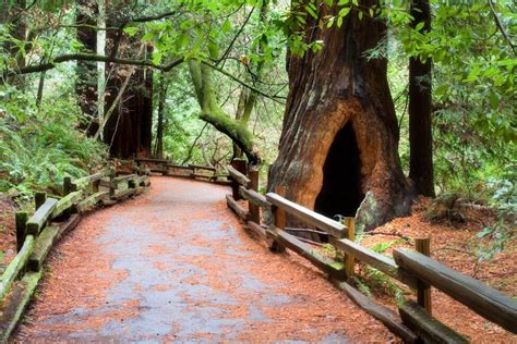 Marvel At The Redwood Trees Of Muir Woods National Monument