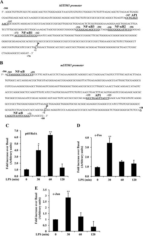 Lps Induces P65rela C Fos And C Jun Binding To The Stim1 Promoter A Download Scientific