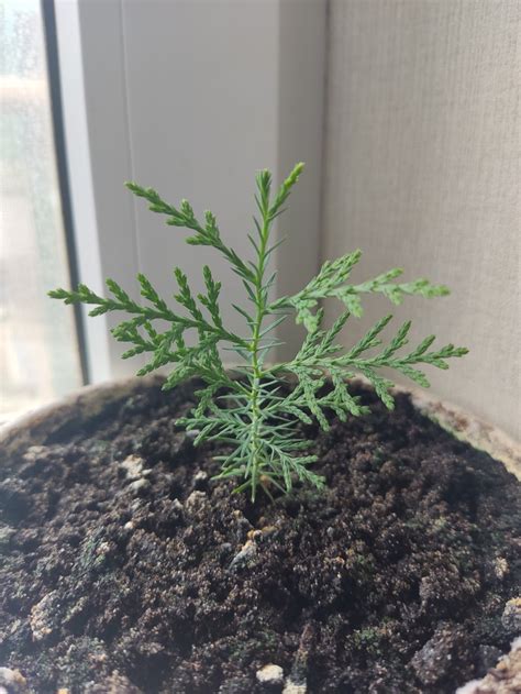 Вот вам фото маленького туя | Пикабу