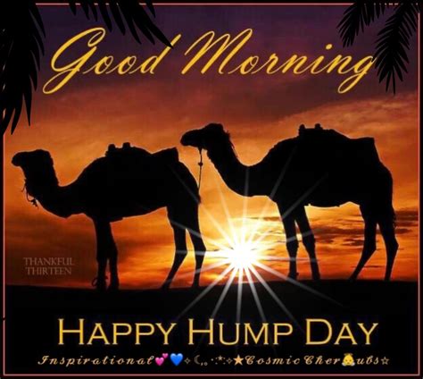 16 Best Hump day gif ideas in 2025 | happy wednesday quotes, wednesday