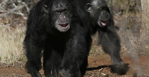 Nih Says It Will Retire All Remaining Research Chimpanzees Los