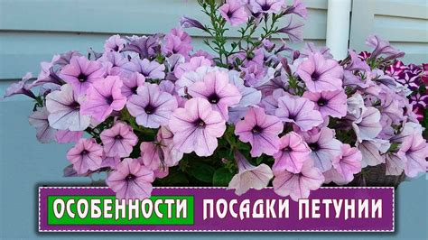 Когда и как сажать петунию? - YouTube