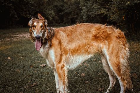 How To Know Your Borzoi Wants A Sibling Rborzoi