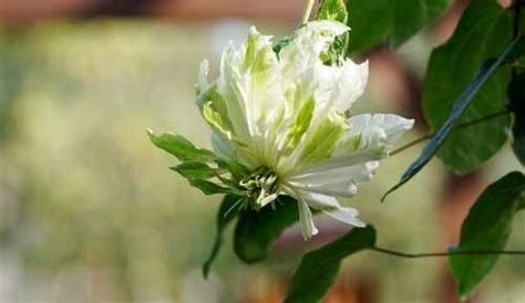 Клематис Сен-но-Казе (Sen-no-Kaze) | Festima.Ru – частные объявления