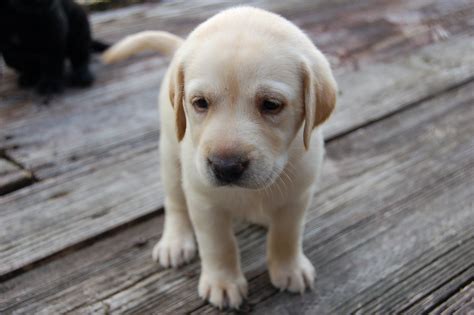 dog crate: YELLOW LAB PUPPIES FOR SALE
