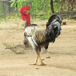 Naked Neck Breed Chicken At Best Price In Bengaluru Sri Krishna Poultry Farm And Breeding Chicken