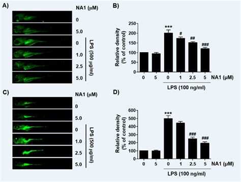 Inhibition Of Lps Induced No And Ros Generation By Nargenicin A In