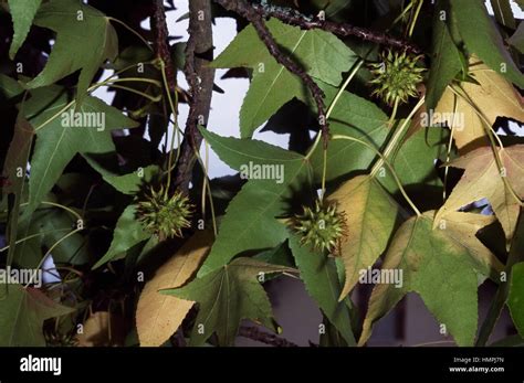 Hojas Y Frutos Del Roble Espa Ol Sweetgum En Ingl S Liquidambar