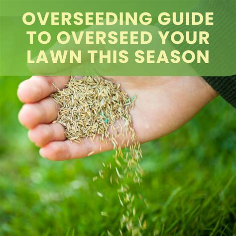 how much grass to overseed