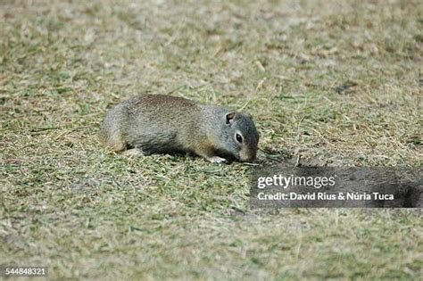 Roedor Photos and Premium High Res Pictures - Getty Images