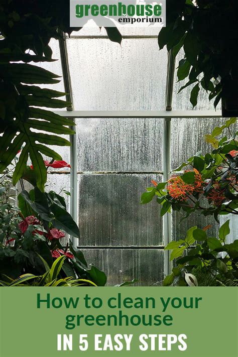How Do I Clean My Greenhouse? - A Simple Step-By-Step Guide 